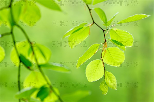 Branches with fresh green Beech leaves (fagus)