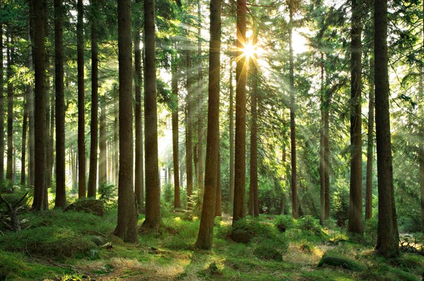 Sun shines through near-natural spruce forest with boulders