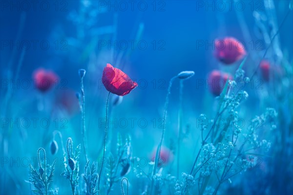 Meadow with red Poppy (Papaver)