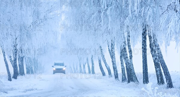 Car driving on snow-covered road through birch avenue with hoarfrost and fog