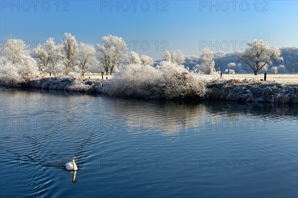 Swan swims in the Saale