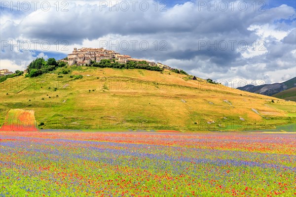 Flowering Piano Grande with village Castelluccio