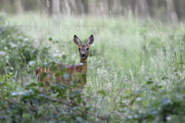 European roe deer (Capreolus capreolus) stands in Bebusch