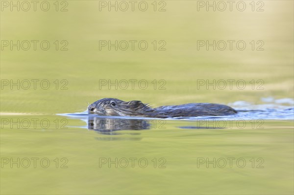 Muskrat (Ondatra zibethicus) swims through a pond