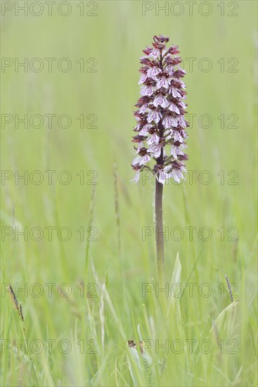 Northern marsh-orchid (Orchis purpurea) in a meadow