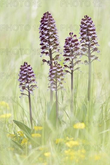 Lady Orchids (Orchis purpurea) in a meadow