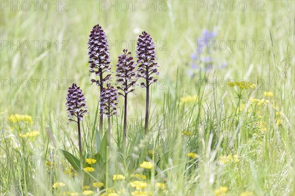 Lady Orchids (Orchis purpurea) in a meadow