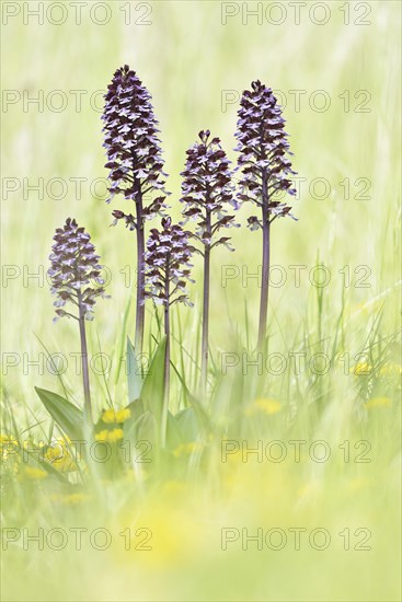 Lady Orchids (Orchis purpurea) in a meadow