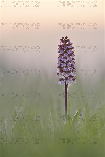 Lady Orchids (Orchis purpurea) in a meadow in the morning light
