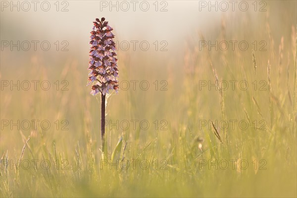 Lady Orchid (Orchis purpurea) in the meadow in the morning light