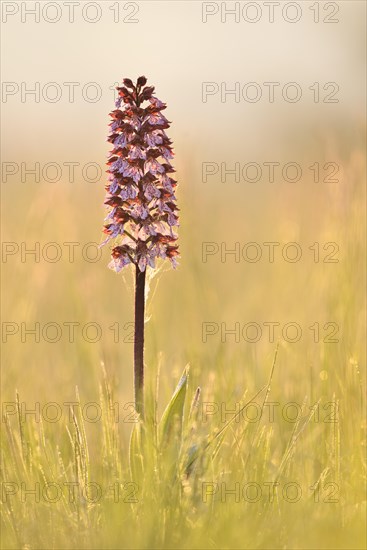 Lady Orchid (Orchis purpurea) in the meadow in the morning light