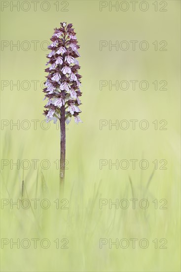 Lady Orchid (Orchis purpurea) in a meadow