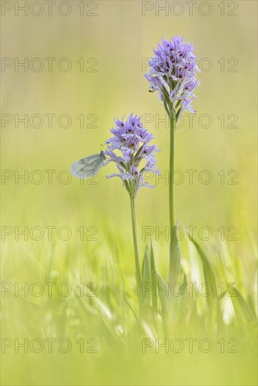 Small Whites (Pieris rapae) sits on orchid