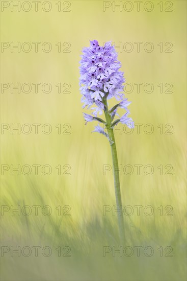 Three-toothed orchid (Neotinea tridentata)