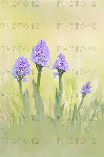 A group of three-toothed orchids (Neotinea tridentata)