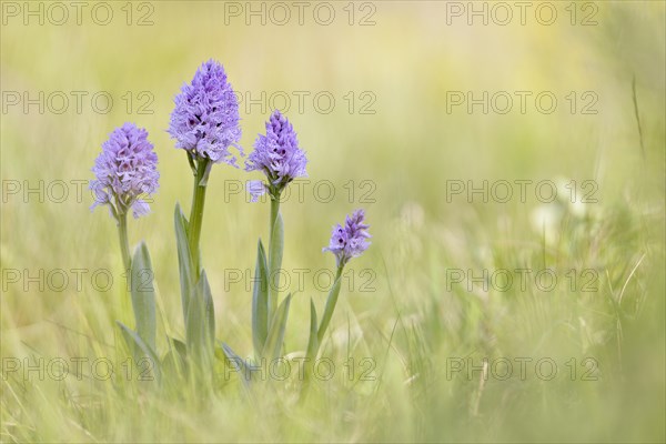 A group of three-toothed orchids (Neotinea tridentata)