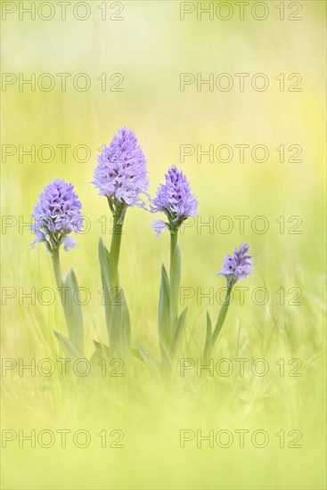 A group of three-toothed orchids (Neotinea tridentata)