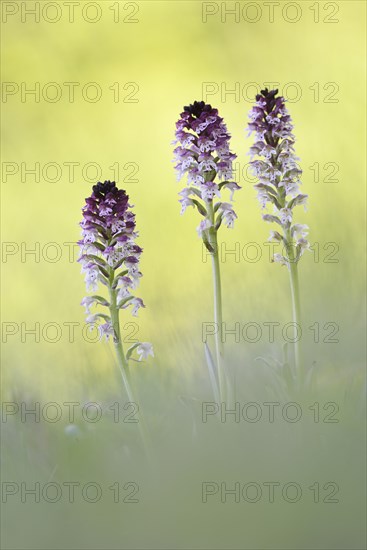 Burnt-tip orchids (Neotinea ustulata)