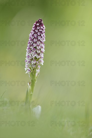 Burnt-tip orchid (Neotinea ustulata)