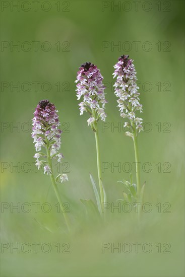 Burnt-tip orchids (Neotinea ustulata)