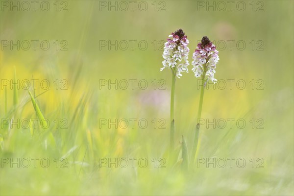 Burnt-tip orchids (Neotinea ustulata)