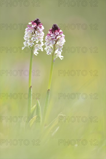 Burnt-tip orchids (Neotinea ustulata)