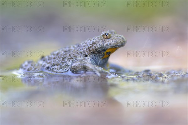 Yellow-bellied toad (Bombina variegata) sits in the mud