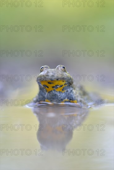 Yellow-bellied toad (Bombina variegata) sits in the mud
