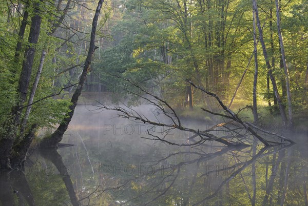 Dead tree lies in an old arm of the Spree in the morning fog