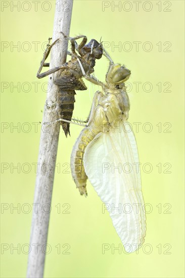 Dragonfly hatch