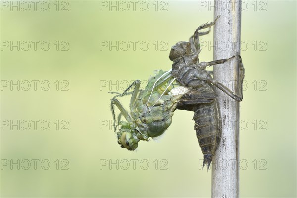 Dragonfly hatch