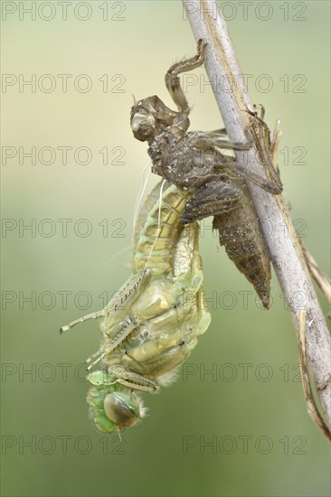 Dragonfly hatch