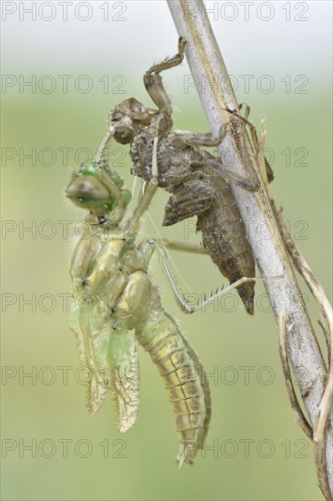 Dragonfly hatch