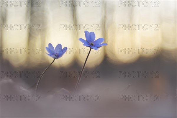 Liverwort (Hepatica nobilis) between foliage