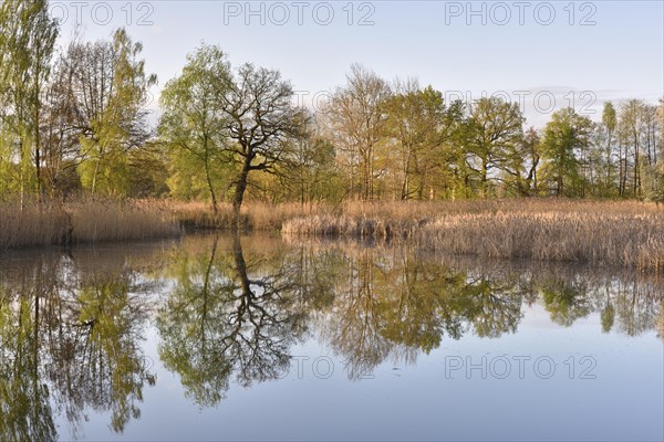 Lake with reflection of trees