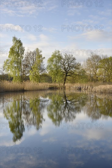 Lake with reflection of trees