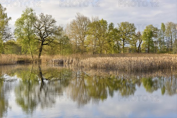 Lake with reflection of trees