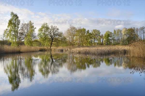 Lake with reflection of trees