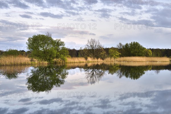 Lake with reflection of trees