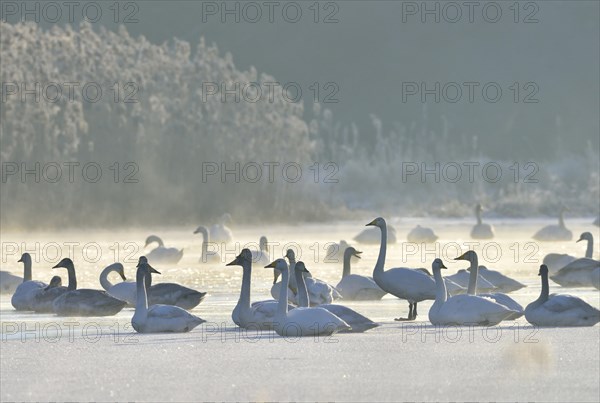 Whooper swans (Cygnus cygnus) resting on an ice surface in winter