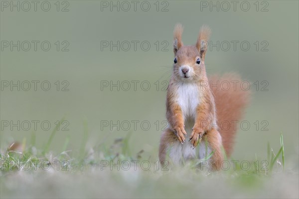 Eurasian Eurasian red squirrel (Sciurus vulgaris) makes male in a meadow