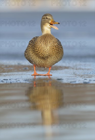 Mallard (Anas platyrhynchos)