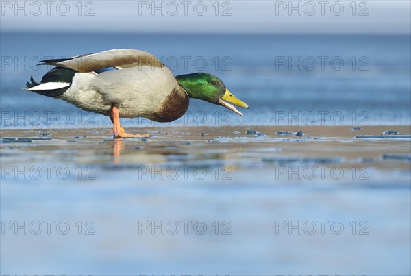 Mallard (Anas platyrhynchos)