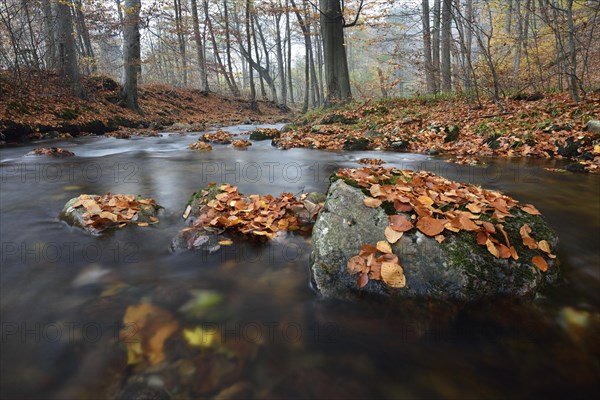 Mountain brook Ilse flows through deciduous forest in autumn