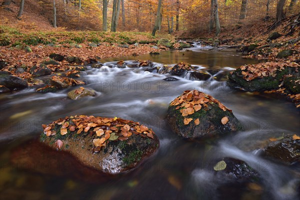 Gebirgsbach Ilse flows through autumnally coloured deciduous forest