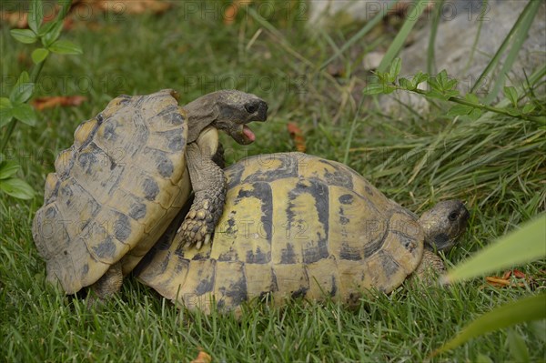 Hermann's tortoise (Testudo hermanni)