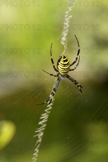 Wasp Spider (Argiope bruennichi) in the spiderweb