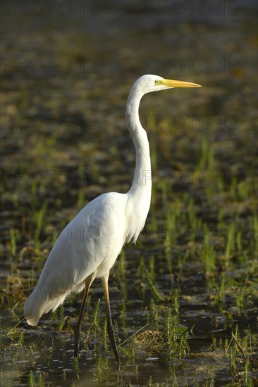 Great Egret (Ardea alba) in the waters