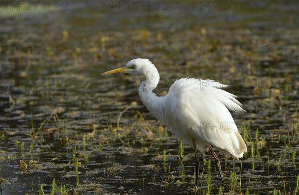 Great Egret (Ardea alba) in the waters