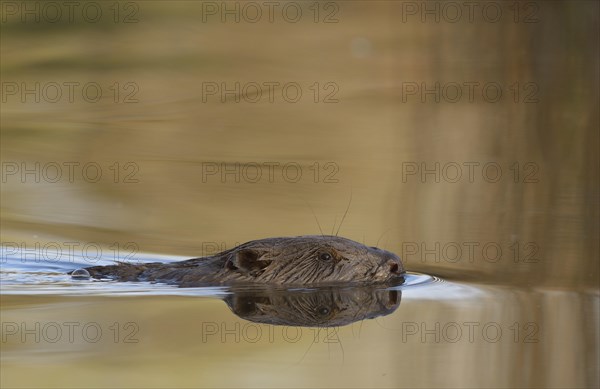 Beaver (Castor fiber) swimming in water